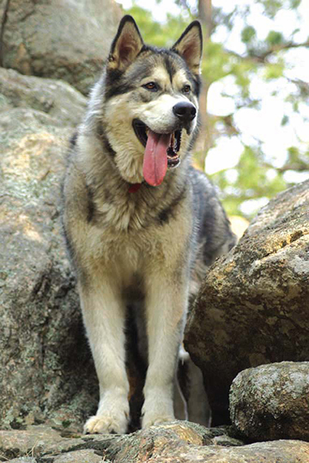 Alaskan Malamute in Evergreen Colorado